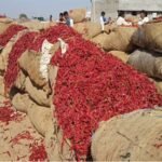 જૉલી LLB-3 એકસાથે બે OTT પ્લેટફોર્મ પર આવશે, તારીખ જાહેર થઈ ગઈ