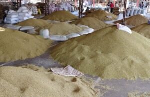 Junagadh Marketing Yard