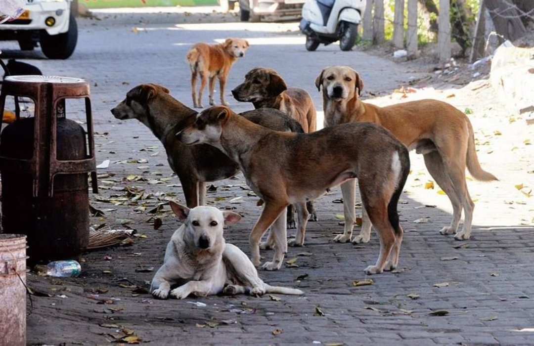 stray dog bite