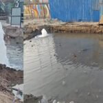 Surat News: શહેરમાં ઉત્તરાયણના દિવસે BRTS કોરિડોર બંધ રખાશે, અકસ્માત અટકાવવા નિર્ણય