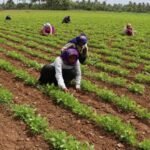 Gujarat News: રાજ્યમાં 5 સેટેલાઇટ ટાઉનના માસ્ટર પ્લાન બનાવવા માટે અર્બન પ્લાનર્સને આમંત્રણ, 2030 સુધીમાં આ વિસ્તારોને સેટેલાઈટ ટાઉન તરીકે વિકસાવાશે