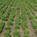 Surendranagar: 1500 કરોડના જમીન કૌભાંડમાં પૂર્વ કલેક્ટર ED દ્વારા અરેસ્ટ