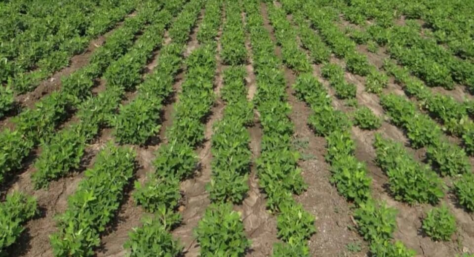 Gujarat Cultivation report